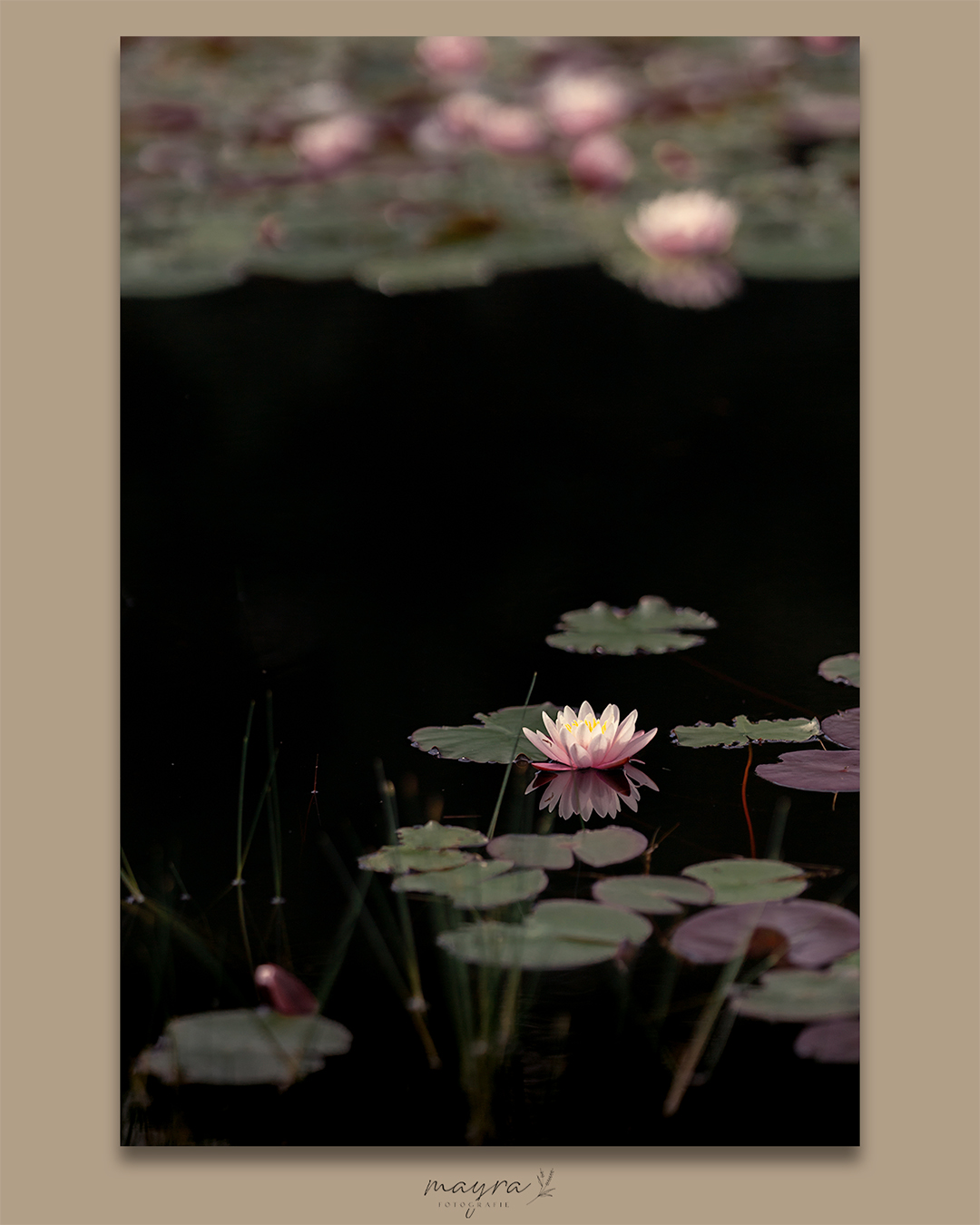 Mayra’s wanddecoratie.22 Wanddecoratie van Mayra Fotografie met waterlelies
