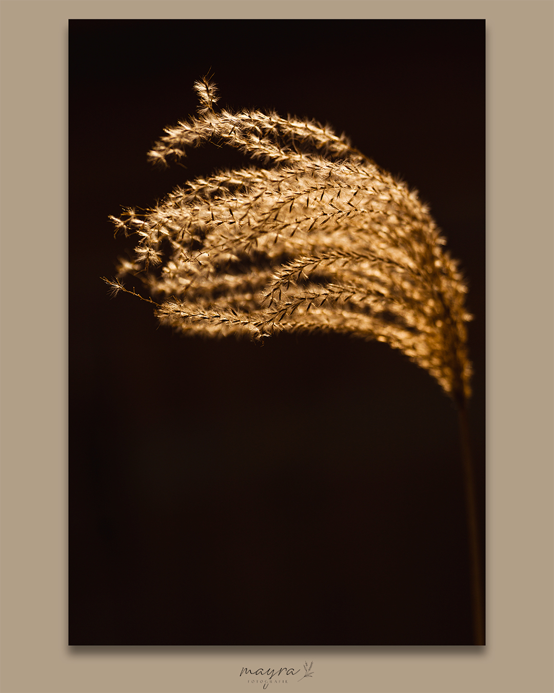Wanddecoratie van Mayra Fotografie.501 Natuurlijk stilleven van Mayra Fotografie van siergras pluim in goud zonlicht