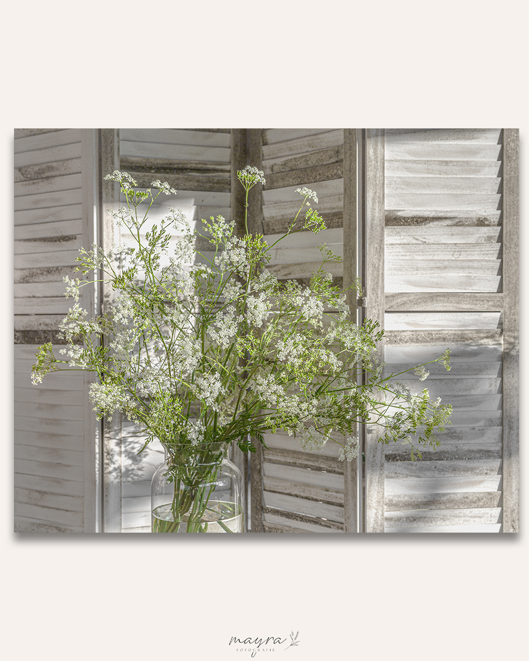 Fluitenkruid voor wit houten scherm van Mayra Fotografie Fluitenkruid voor wit houten scherm van Mayra Fotografie