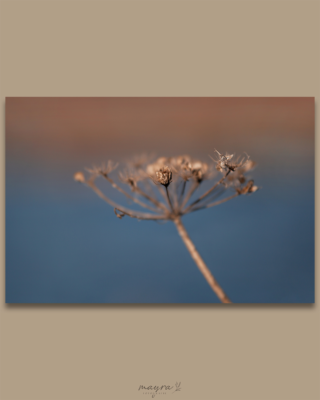 Schermbloem – Mayra Fotografie Uitgebloeide schermbloem van Mayra Fotografie