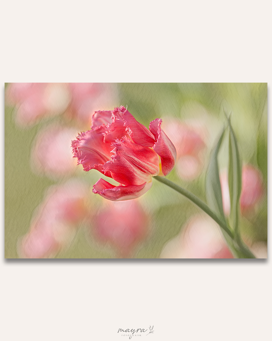 Tulp – Mayra Fotografie Tulp - ik breng je de lente - Mayra Fotografie